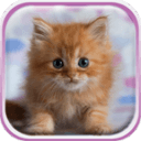可爱的小猫 动态壁纸安卓版下载-可爱的小猫 动态壁纸官方正式版下载